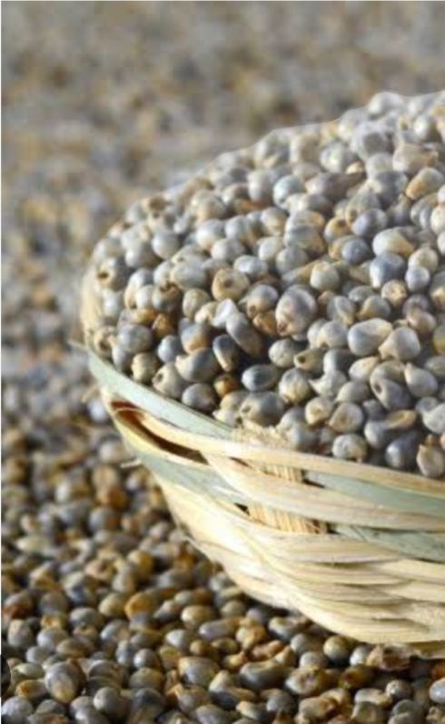 Natural Organic Bajra Seed
