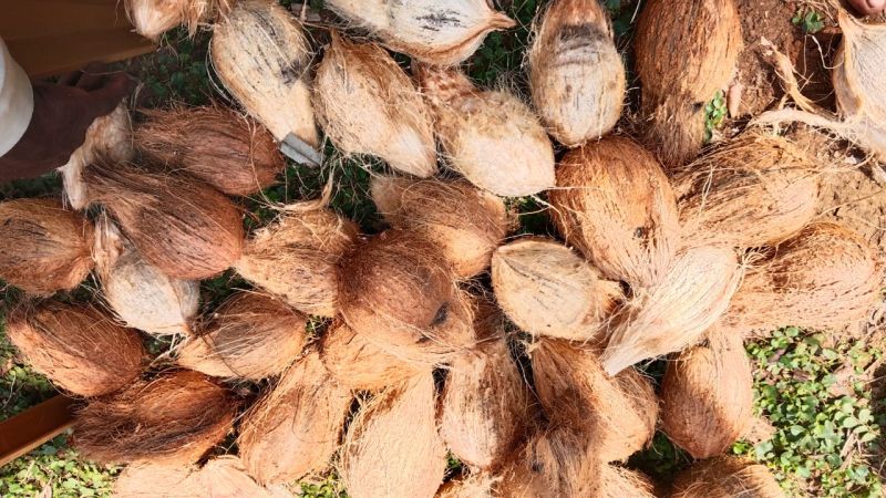 Semi Husked Coconuts