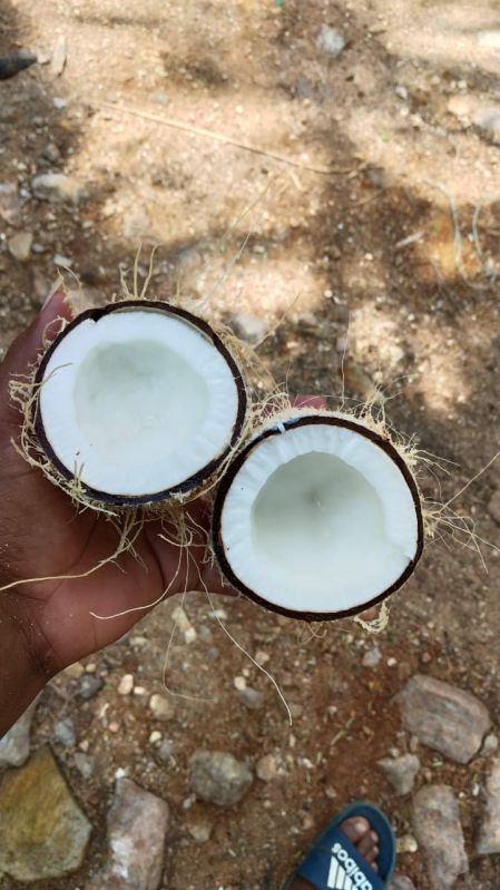 Semi Husked Coconuts