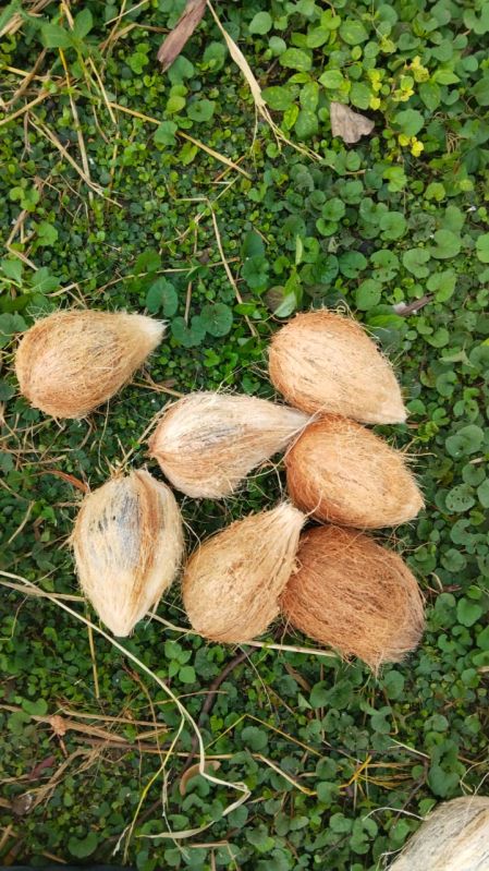 Semi Husked Coconuts