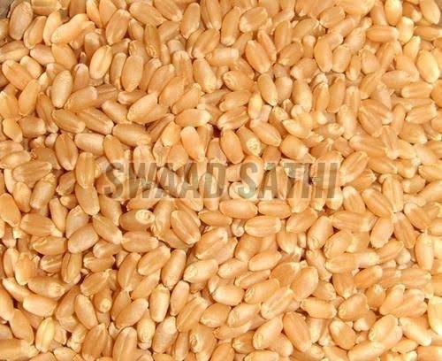 Wheat Grains