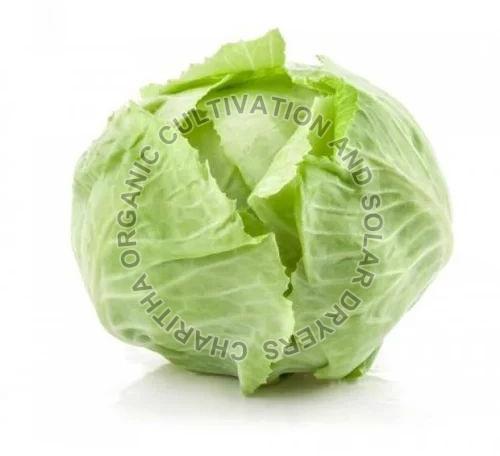 Fresh Organic Cabbage