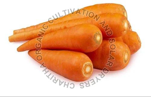 Fresh Organic Carrot