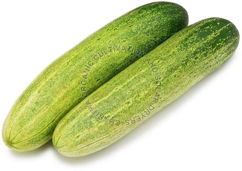 Fresh Organic Cucumber