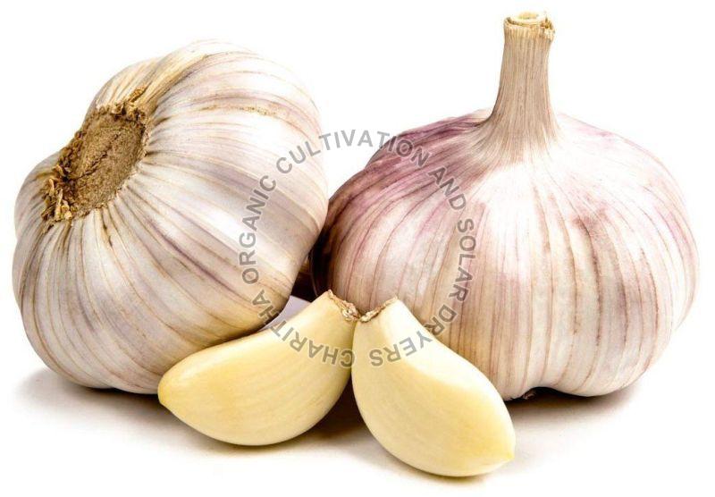 Fresh Organic Garlic