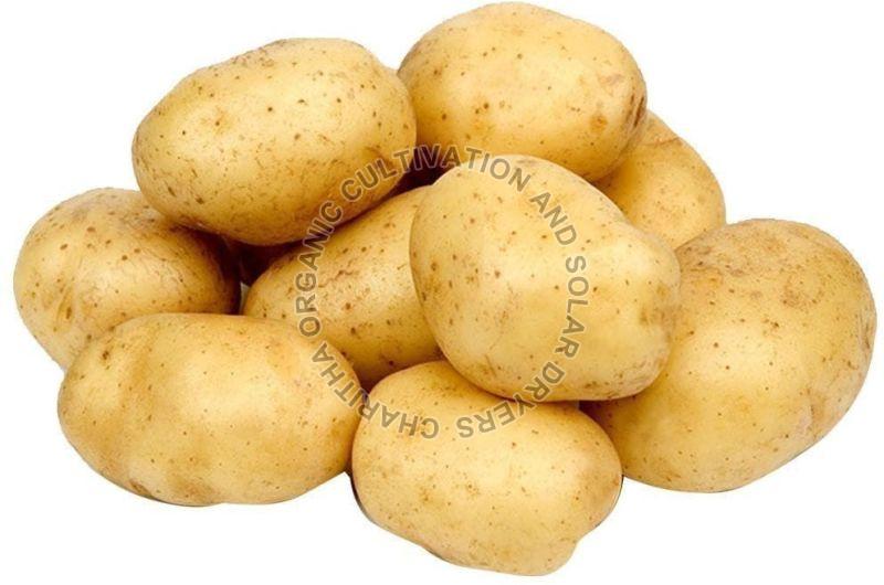 Fresh Organic Potato