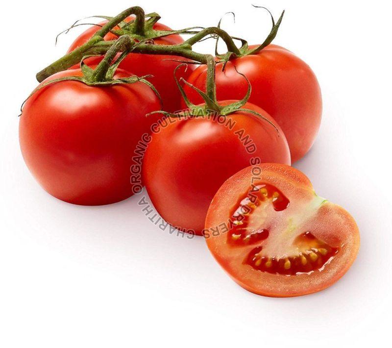 Fresh Organic Tomato