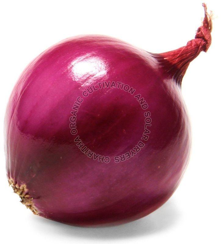 Fresh Organic Red Onion