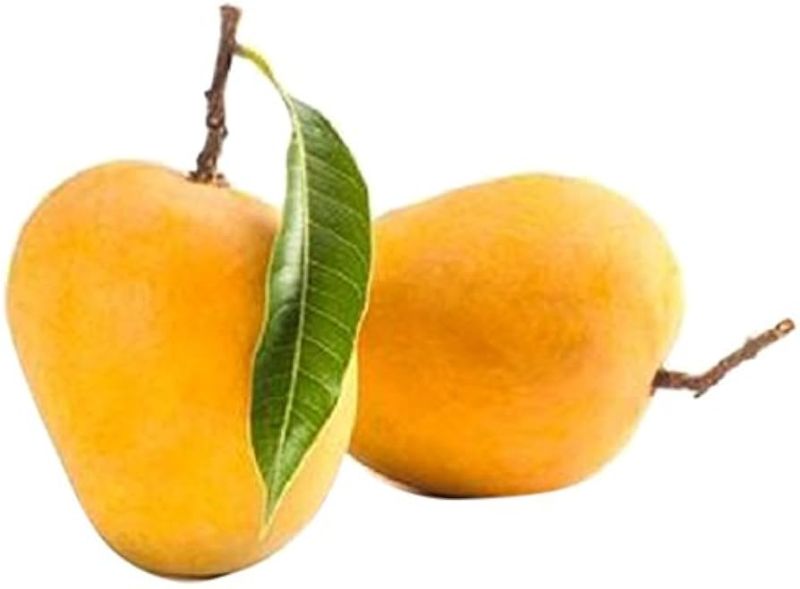 fresh alphonso mango