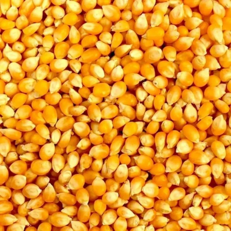 yellow maize seeds