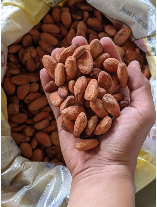 Cocoa Beans