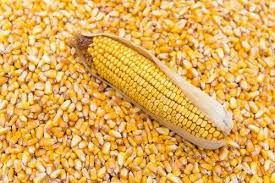 yellow corn