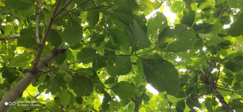 Teak Tree