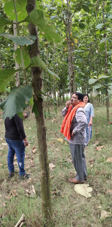 Teak Tree