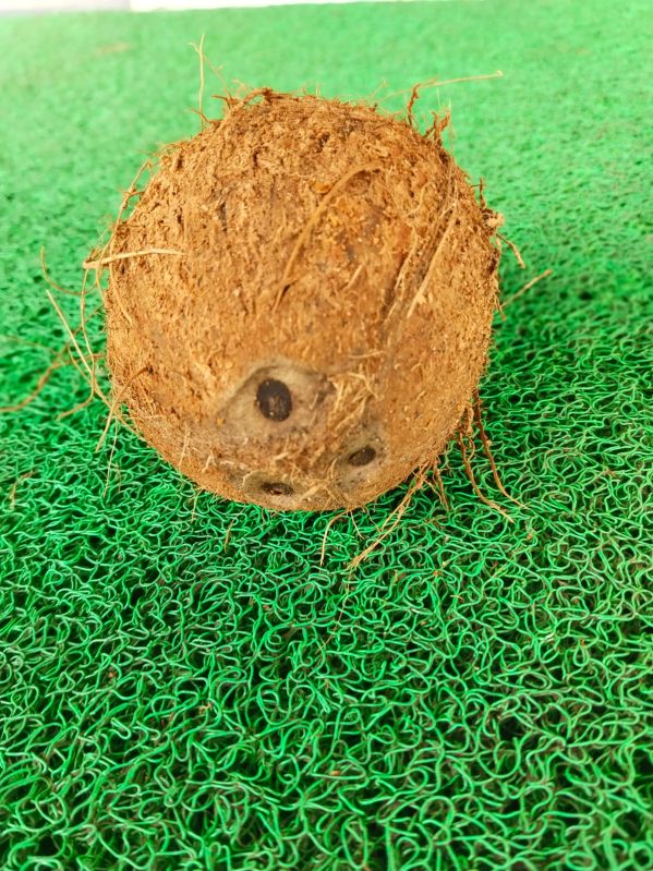 Fully Husked Coconut