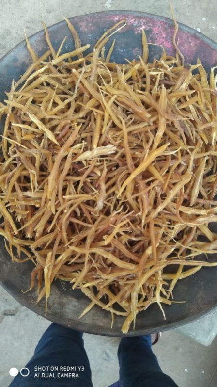 dry yellow shatavari root