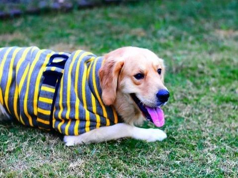 Xl Yellow Striped Dog Woolen Sweater