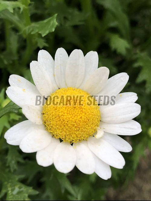 Chrysanthemum Paludosum Seeds