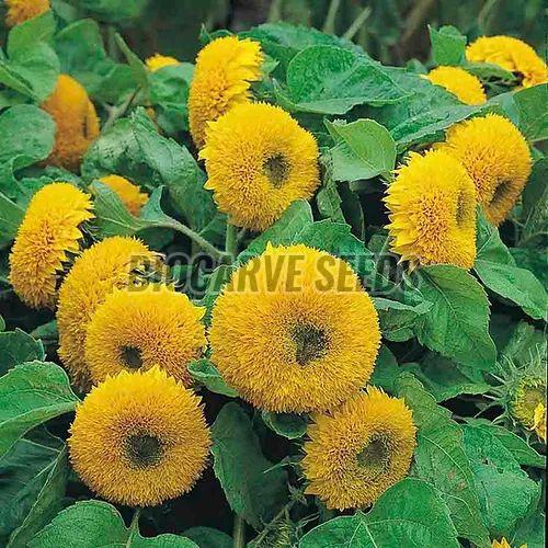 Sunflower Teddy Bear Seeds