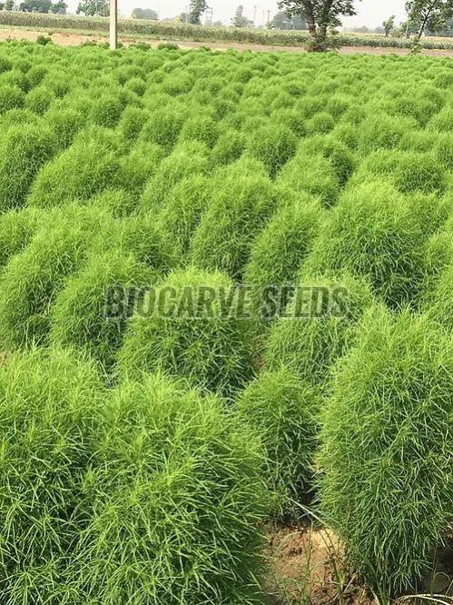 Kochia Burning Bush Seeds