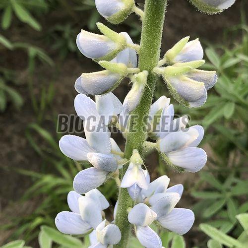 Lupin Pixie Dwarf Mix Flower Seeds