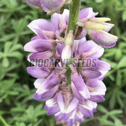 Lupin Pixie Dwarf Mix Flower Seeds