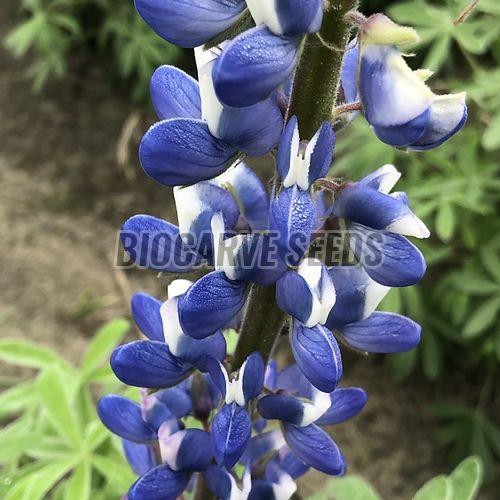 Lupin Pixie Dwarf Mix Flower Seeds