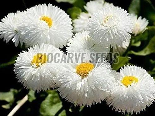 Daisy White Bellis Perennis Monstrosa Seeds