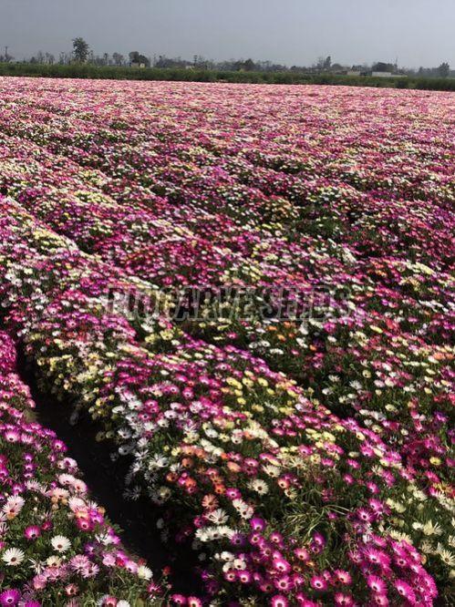 Ice Plant Mix Flower Seeds