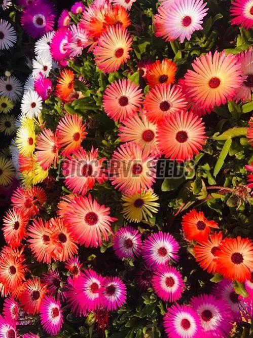 Ice Plant Mix Flower Seeds