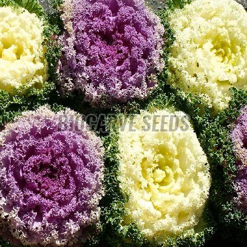 Ornamental Kale Fringed Leaves Mix Seeds