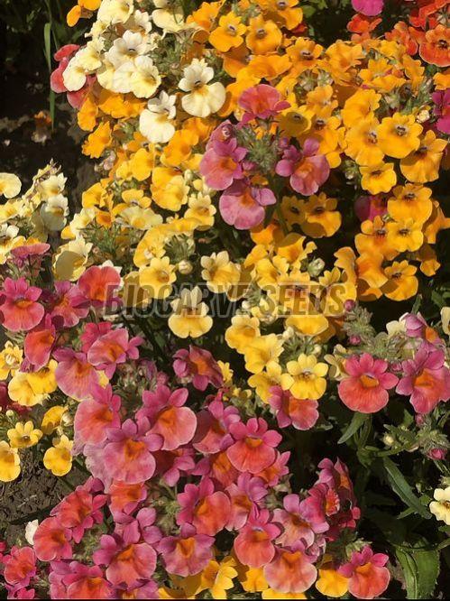 Nemesia Carnival Mixed Colors Flower Seeds