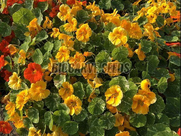 Nasturtium Variegated Mix Seeds