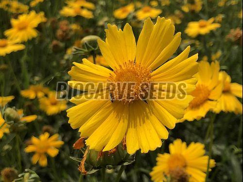 Coreopsis Lanceolata Seeds