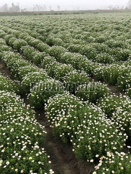 Chrysanthemum Paludosum Seeds