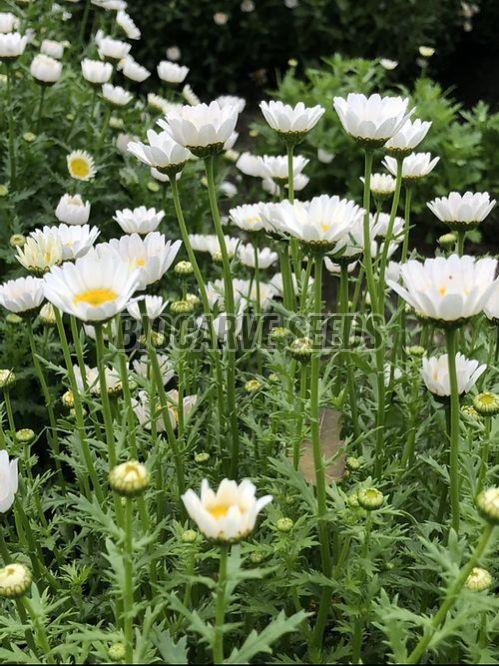 Chrysanthemum Paludosum Seeds