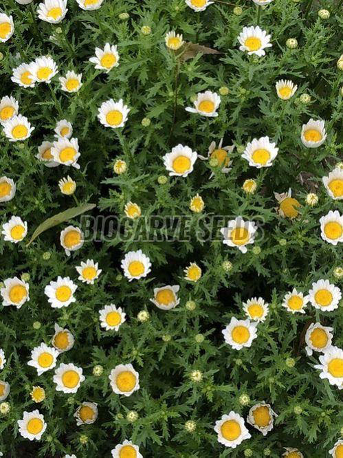 Chrysanthemum Paludosum Seeds