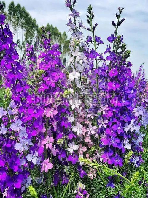 Larkspur Flower Mixed Seeds