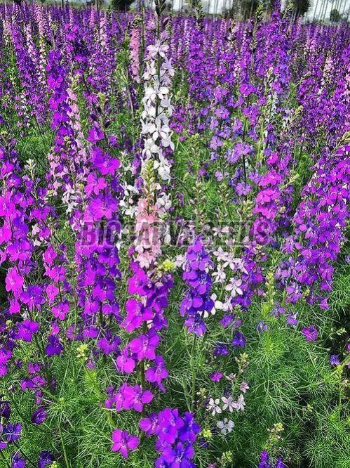 Larkspur Flower Mixed Seeds