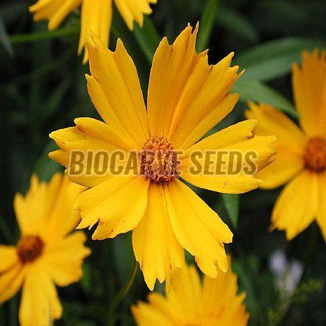 Coreopsis Lanceolata Seeds