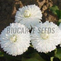 Daisy White Bellis Perennis Monstrosa Seeds