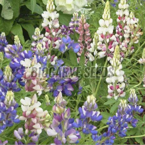 Lupin Pixie Dwarf Mix Flower Seeds