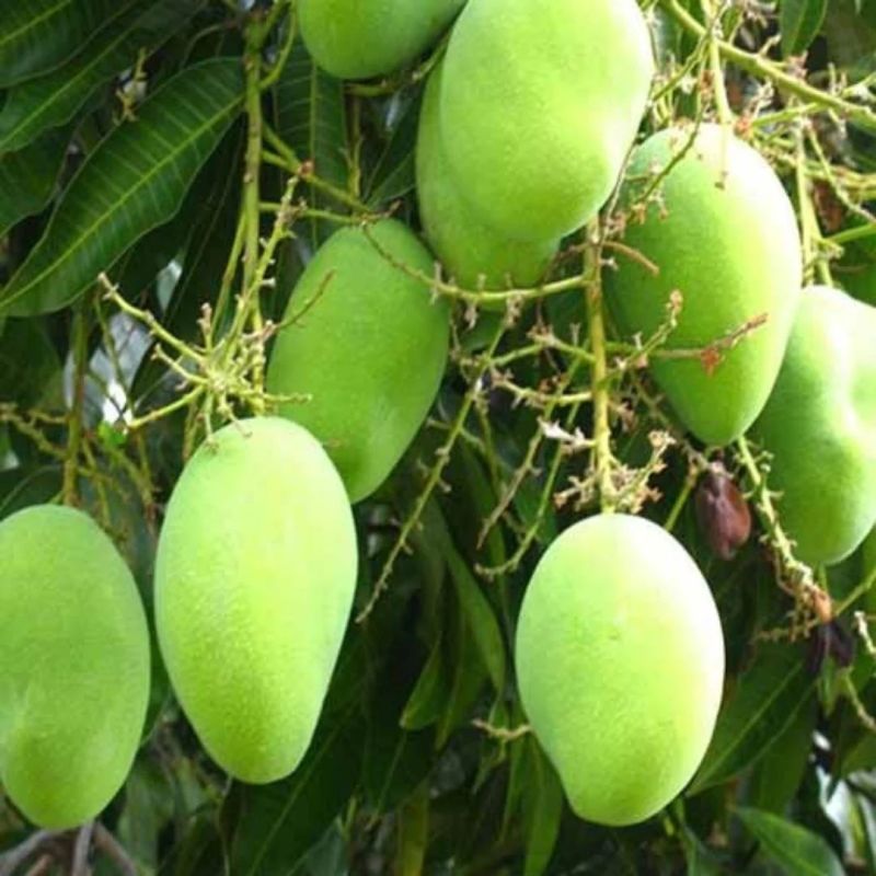 Pusa Pratibha Mango Plant