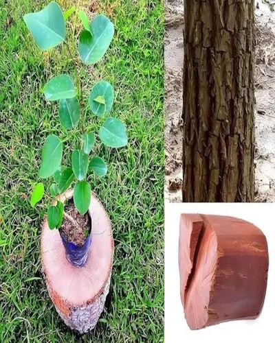 Red Sandalwood Plant