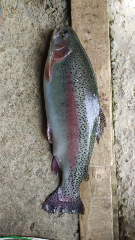 Kashmir Rainbow Trout Fish