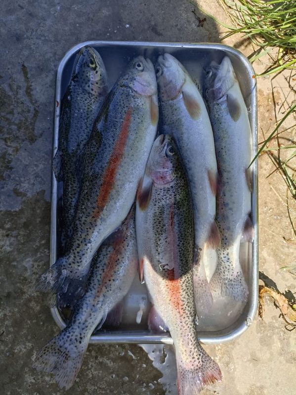 Kashmir Rainbow Trout Fish