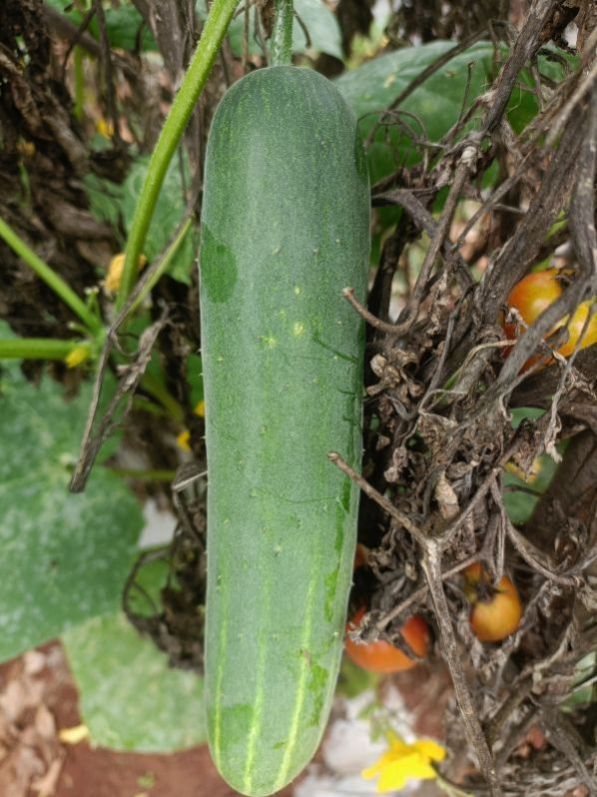 Fresh Cucumber