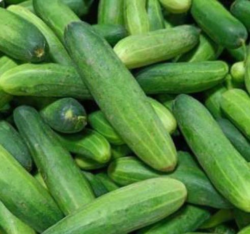 Fresh Cucumber