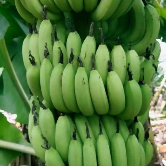green banana
