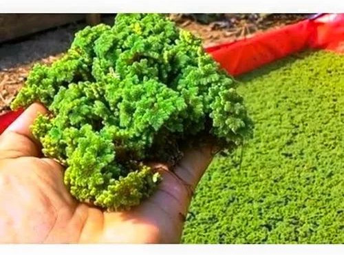 Azolla